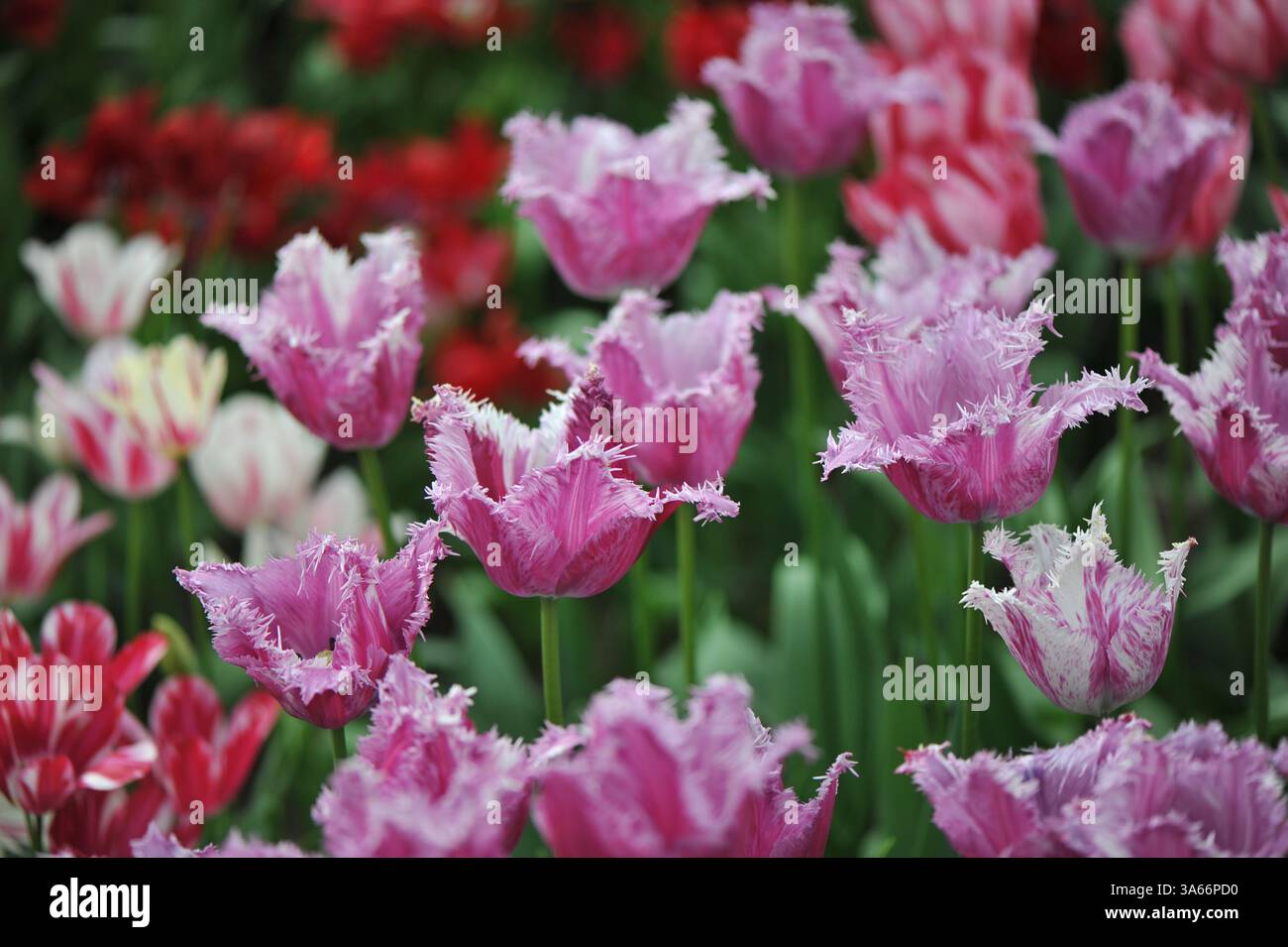 I tulipani con frange a righe viola (Tulipa) rosa e bianco fioriscono in un giardino ad aprile Foto Stock