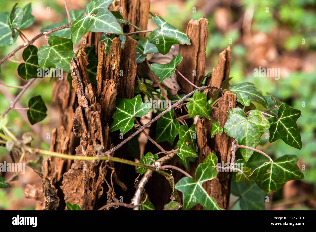 Edera che cresce su un ceppo di alberi marcio nel primo piano della foresta come sfondo naturale Foto Stock
