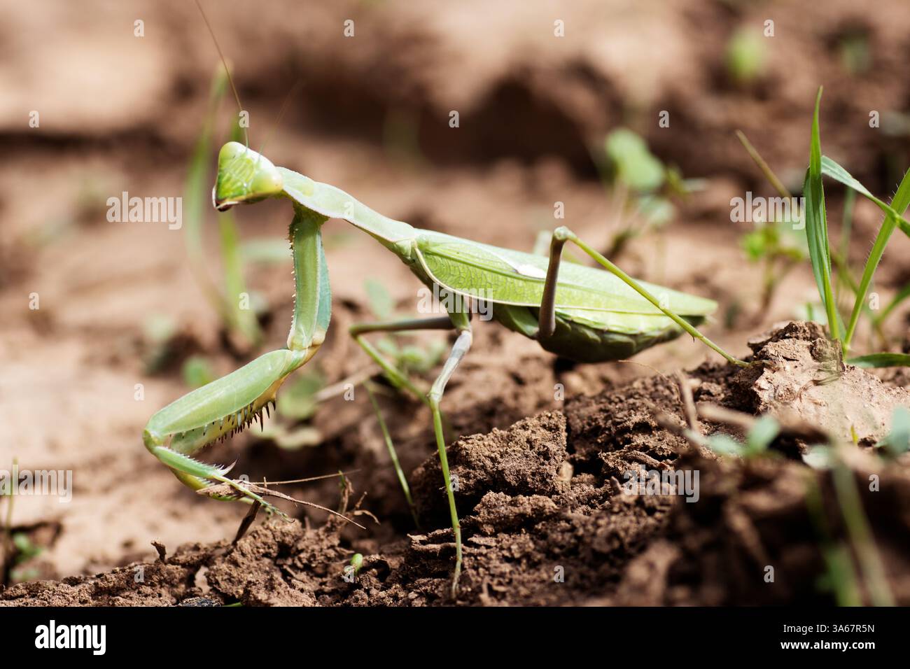Primo piano di una singola mantide africana gigante (Sphodromantis viridis) Foto Stock