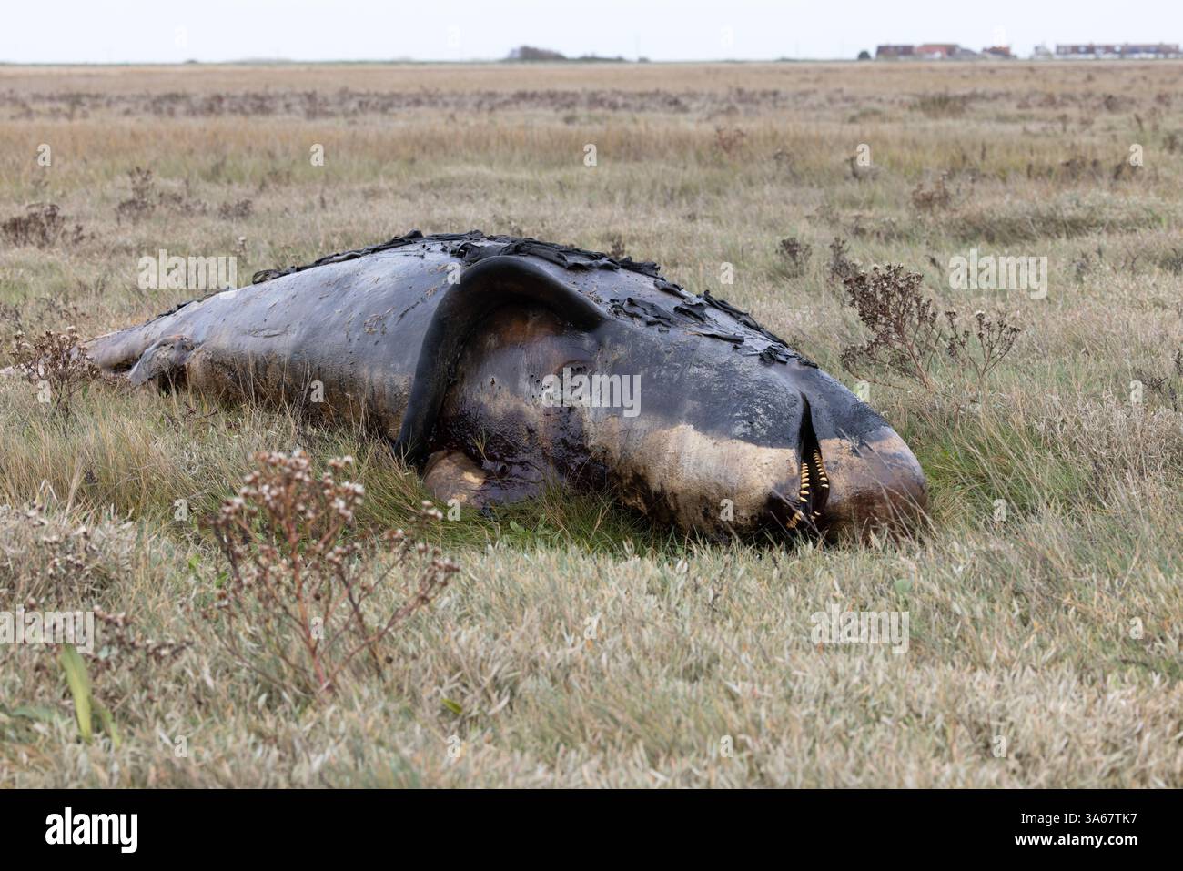 Balena pilota a pinna lunga nota anche come balena di testa (Globicephala melas) Dead Kent ottobre 2024 Foto Stock