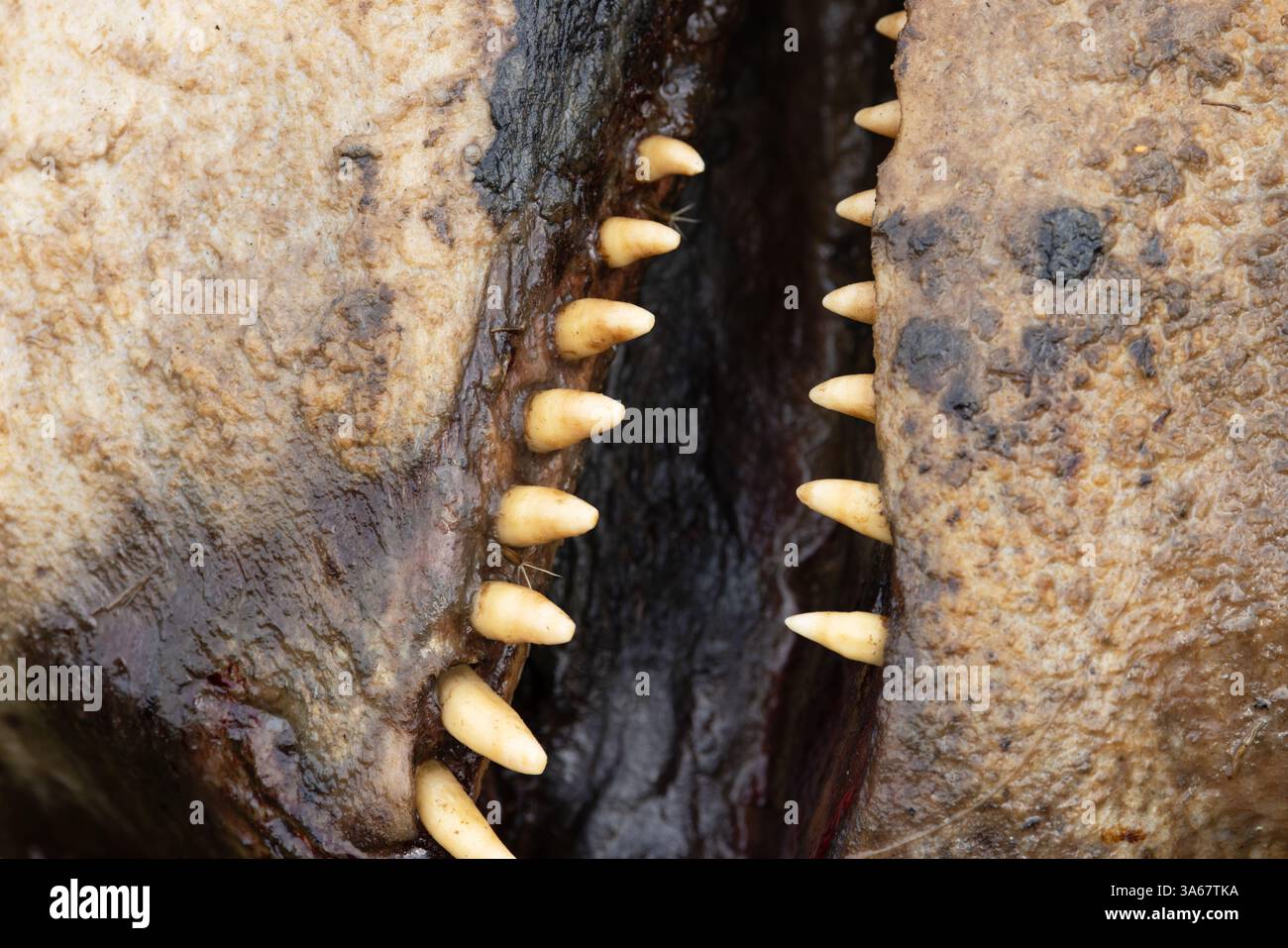 Balena pilota a pinna lunga nota anche come balena di testa (Globicephala melas) Dead Kent ottobre 2024 Foto Stock