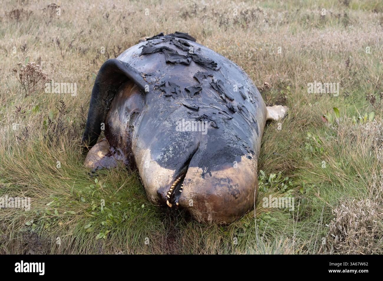 Balena pilota a pinna lunga nota anche come balena di testa (Globicephala melas) Dead Kent ottobre 2024 Foto Stock