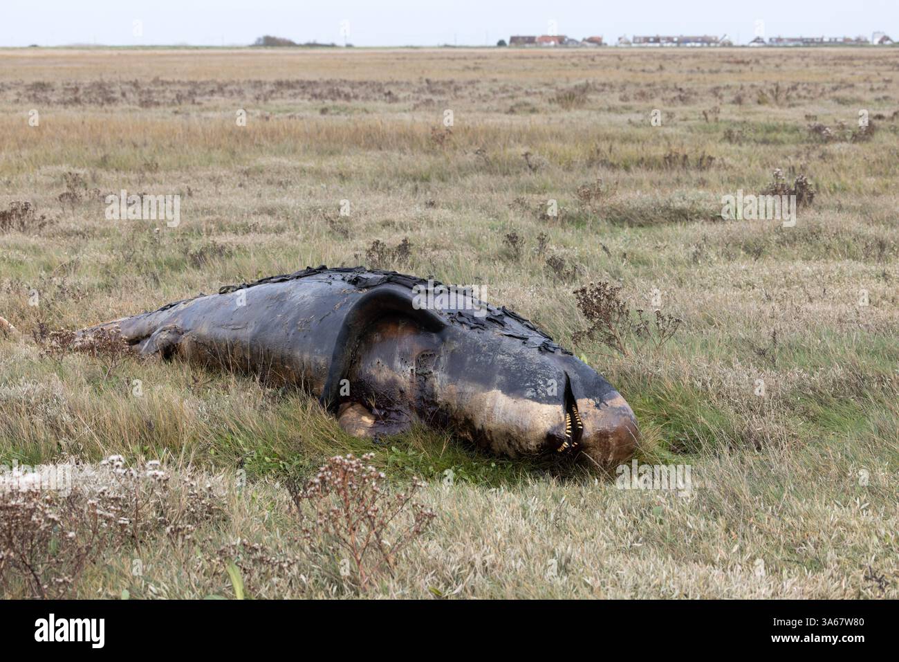 Balena pilota a pinna lunga nota anche come balena di testa (Globicephala melas) Dead Kent ottobre 2024 Foto Stock