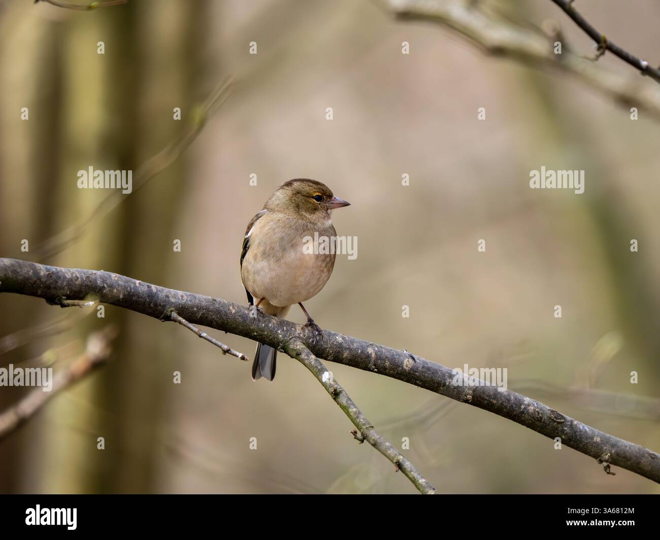 Chaffinch femminile appollaiato su un ramo Foto Stock