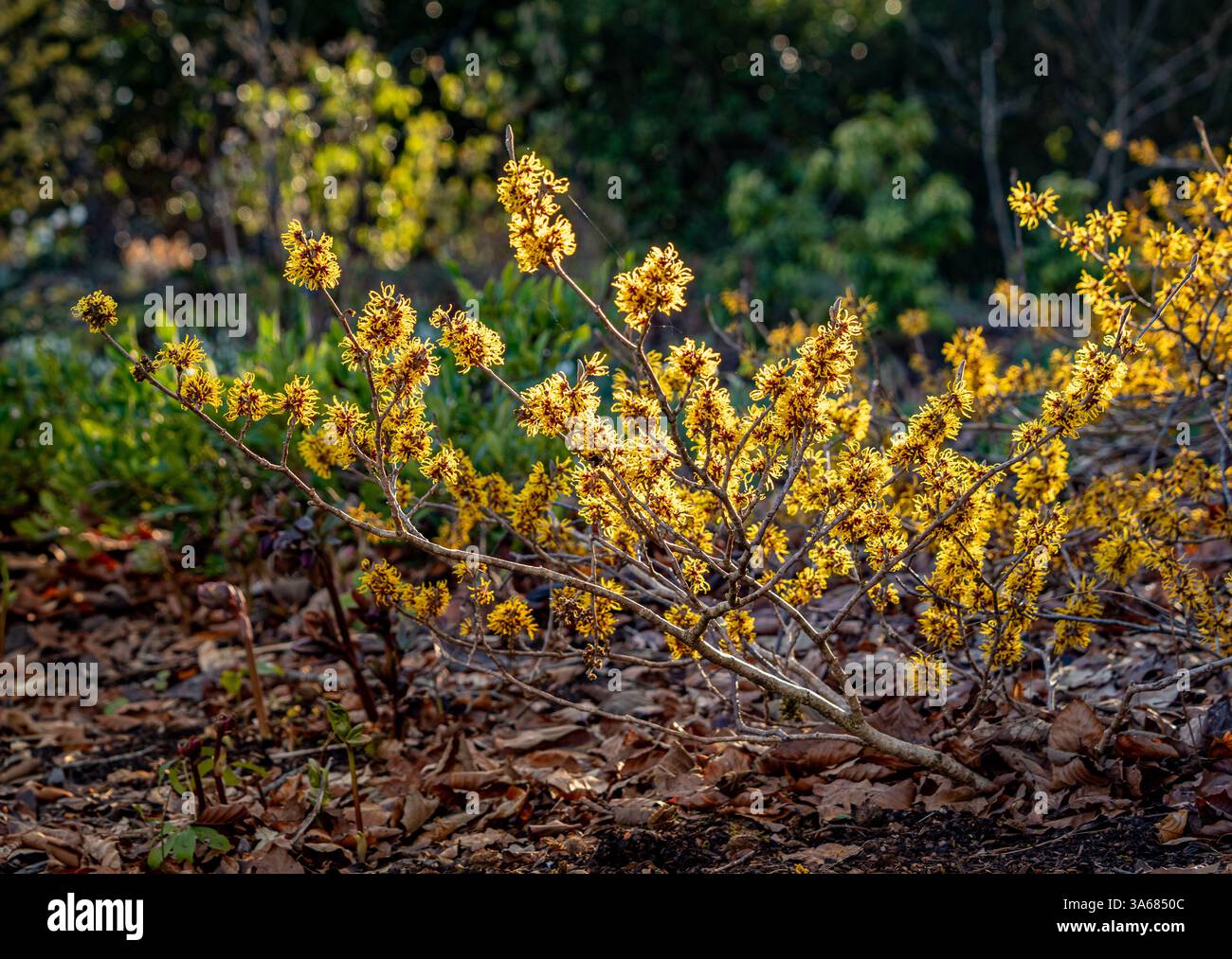 Fiori dorati gialli retroilluminati di Hamamelis intermedia 'Aphrodite' in una giornata d'inverno soleggiata. REGNO UNITO Foto Stock