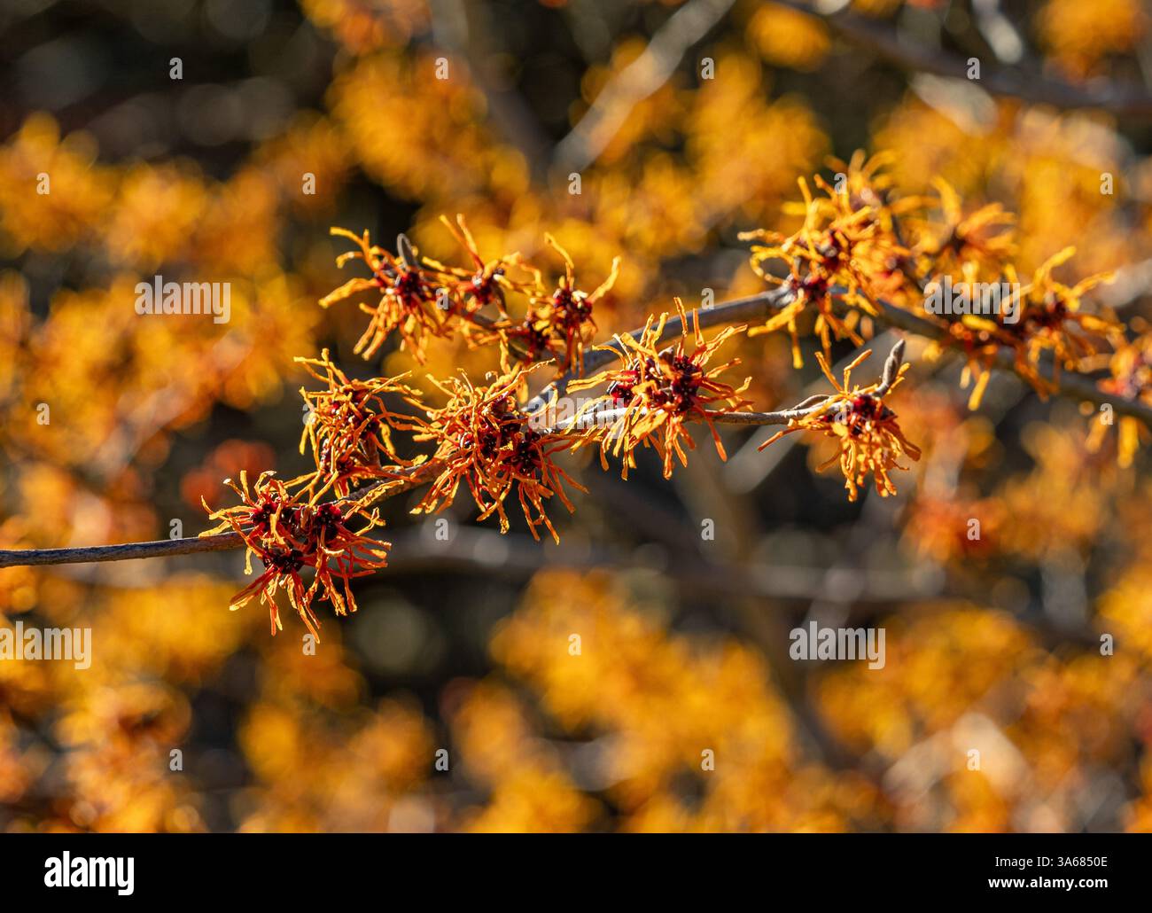 Fiori dorati gialli retroilluminati di Hamamelis intermedia 'Aphrodite' in una giornata d'inverno soleggiata. REGNO UNITO Foto Stock