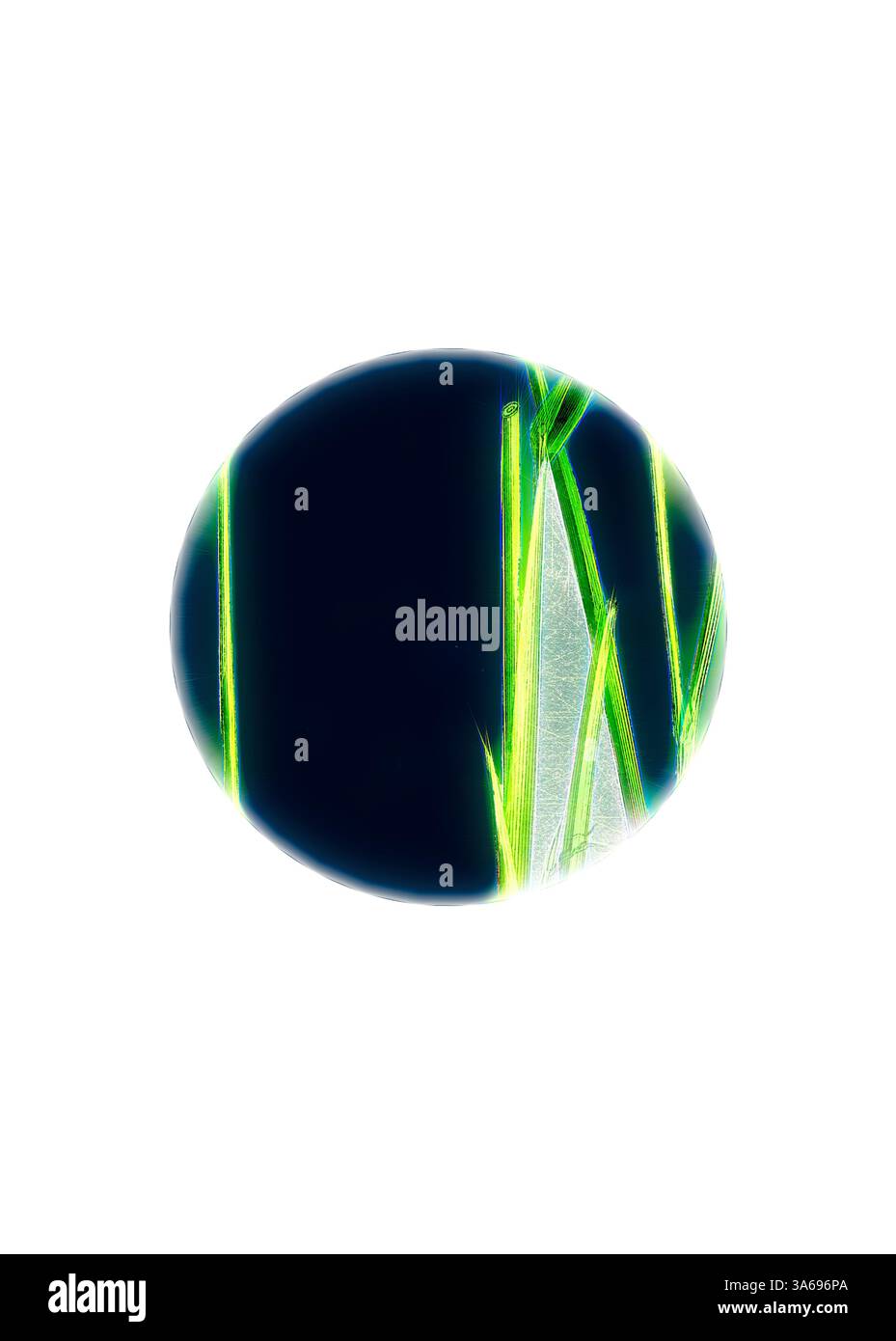 Una composizione circolare caratterizzata da vibranti lame verdi in contrasto con uno sfondo profondo, creando un intrigante gioco di luci e ombre. Arte classica con un tocco moderno reinventata da Artotop, trasformata Hierochloe Borealis, Northern Holy-Grass Foto Stock Una composizione circolare caratterizzata da vibranti lame verdi in contrasto con uno sfondo profondo, creando un intrigante gioco di luci e ombre. Arte classica con un tocco moderno reinventata da Artotop, trasformata Hierochloe Borealis, Northern Holy-Grass Foto Stock