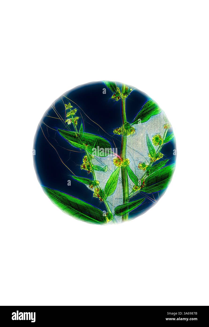 Vista ravvicinata di una pianta con foglie verdi vibranti e fiori delicati, su uno sfondo a contrasto, evidenziandone i dettagli intricati. Arte classica con un tocco moderno reinventata da Artotop, trasformata Rumex Conglomeratus, Sharp Dock Foto Stock