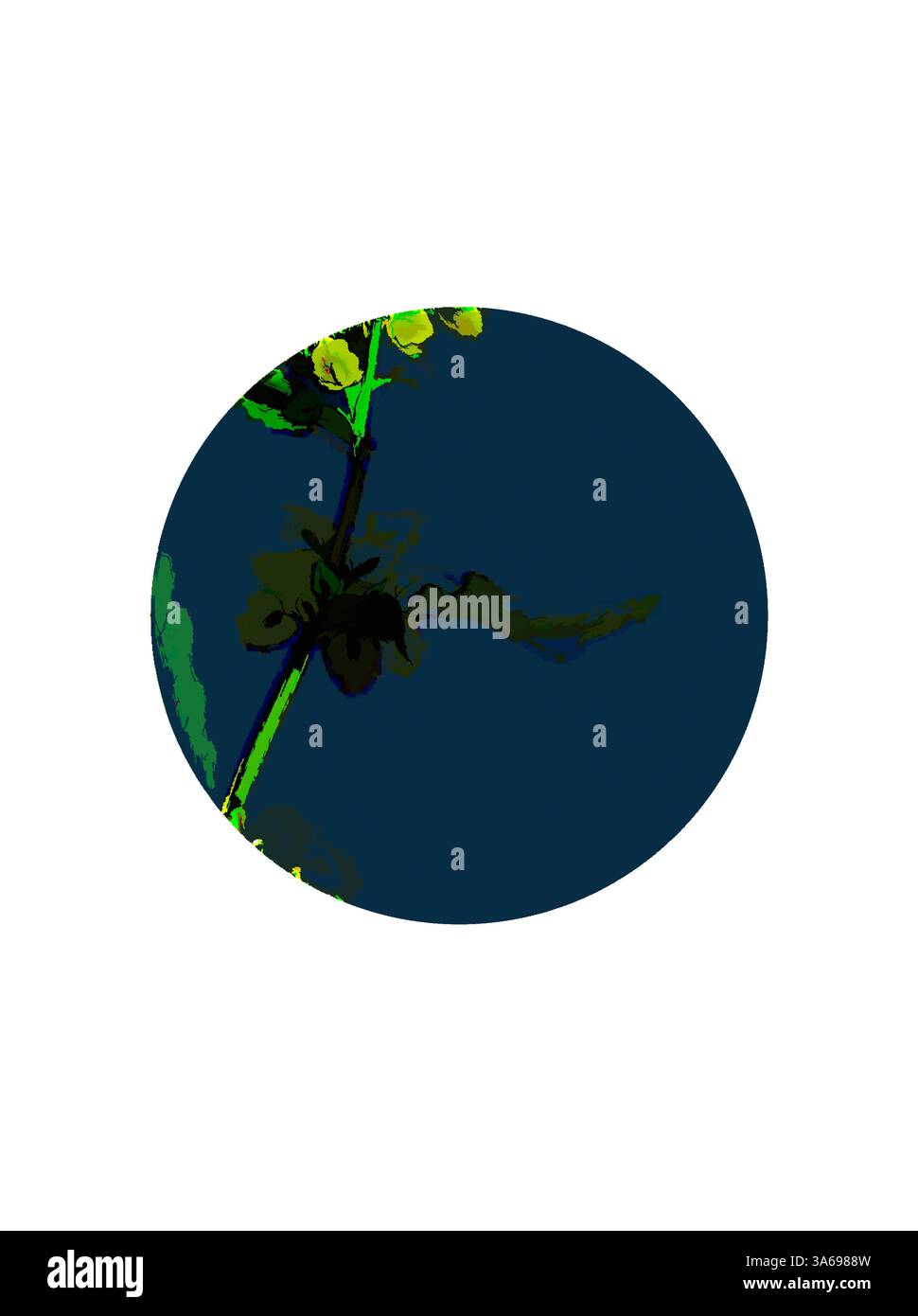 Un delicato stelo verde con foglie e piccoli boccioli, incorniciato in uno sfondo circolare a contrasto, che crea un punto focale visivo sorprendente. Arte classica con un tocco moderno reinventata da Artotop, trasformata Rumex Crispus, Curled Dock Foto Stock