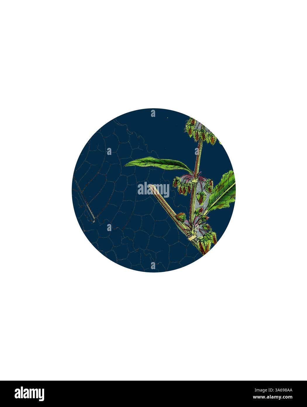 Una composizione circolare caratterizzata da una pianta vibrante con foglie intricate e fiori in erba su uno sfondo blu profondo, che mette in risalto i delicati dettagli della natura. Arte classica con un tocco moderno reinventata da Artotop, trasformata Rumex pratensis, Meadow Dock Foto Stock