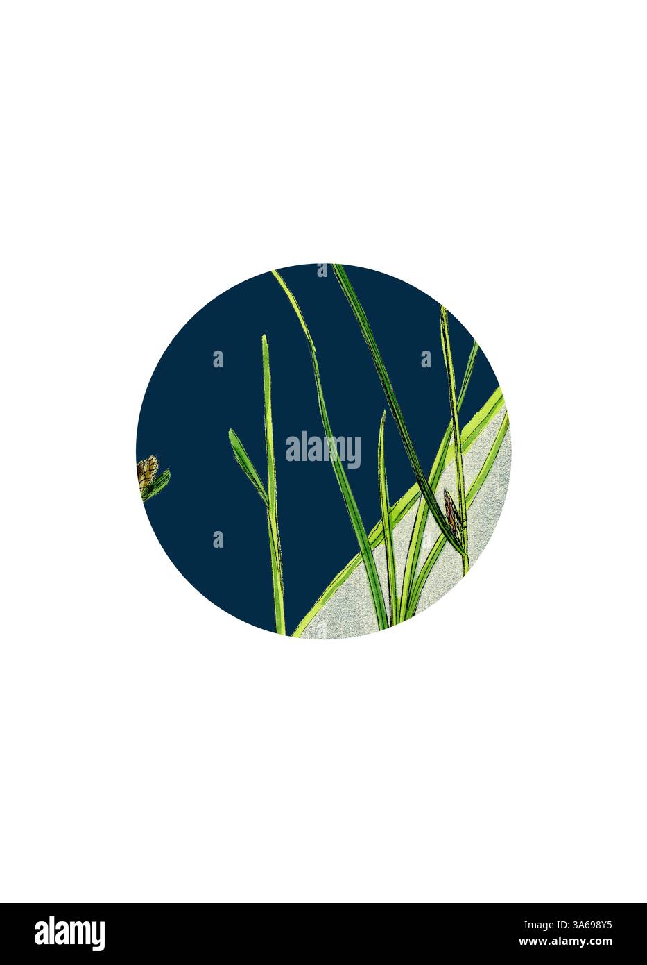 Delicate lame verdi di erba si innalzano su uno sfondo blu intenso, accentuato da un bordo bianco curvo, creando un contrasto sorprendente e un senso di bellezza organica. Arte classica con un tocco moderno reinventata da Artotop, trasformata Carex Remota, Sedge dal punto di vista distinto Foto Stock