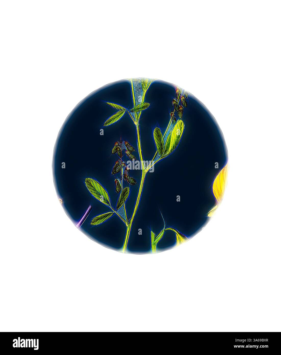 Una pianta delicata con rami sottili e piccole foglie, evidenziata su uno sfondo scuro a contrasto, che crea un effetto etereo e luminoso. Arte classica con un tocco moderno reinventata da Artotop, trasformata Melilotus Arvensis, Field Melilot Foto Stock