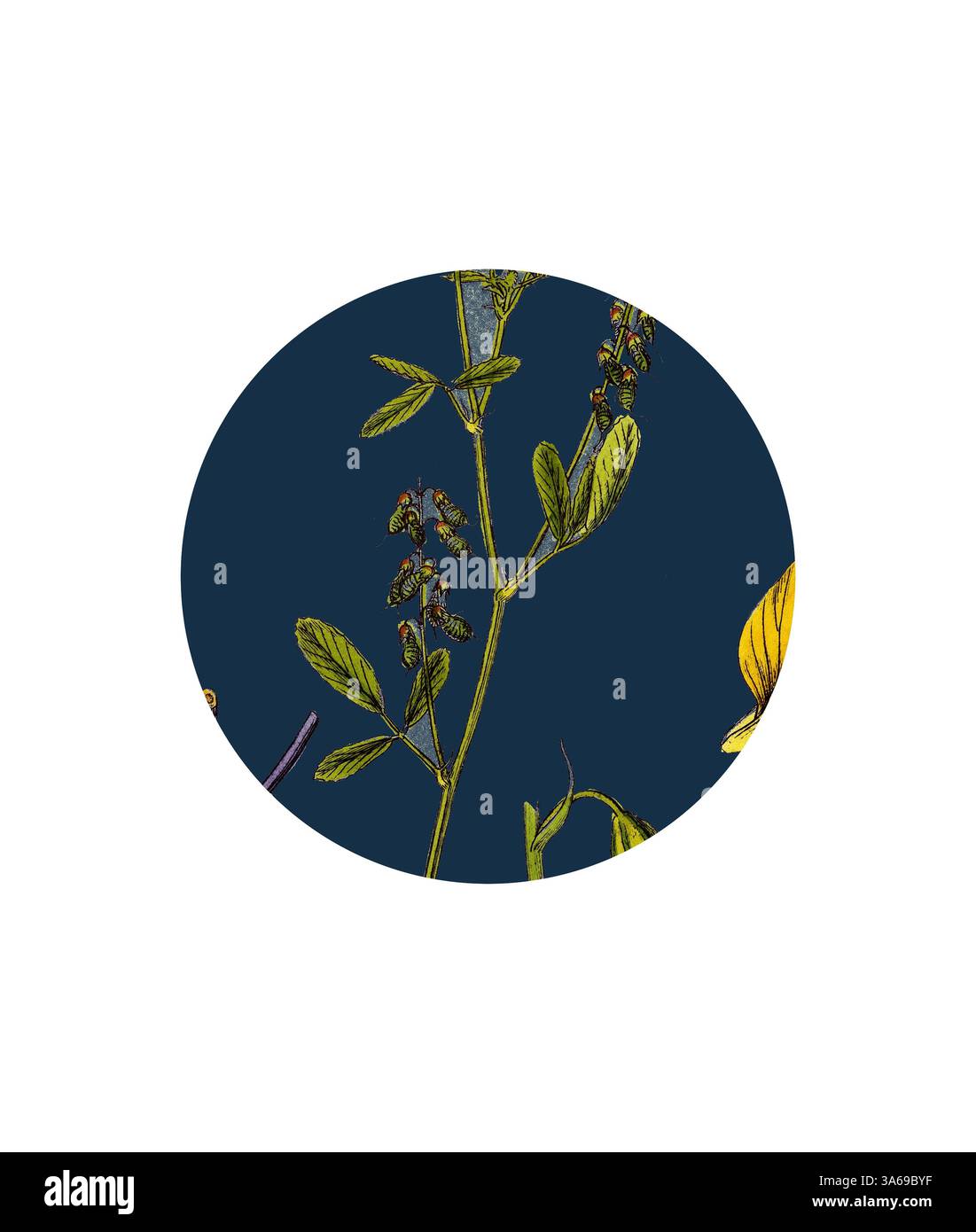 Un'illustrazione dettagliata di una pianta delicata con steli sottili, foglie verdi e piccoli gruppi di gemme, adagiati su uno sfondo blu profondo. Arte classica con un tocco moderno reinventata da Artotop, trasformata Melilotus Arvensis, Field Melilot Foto Stock