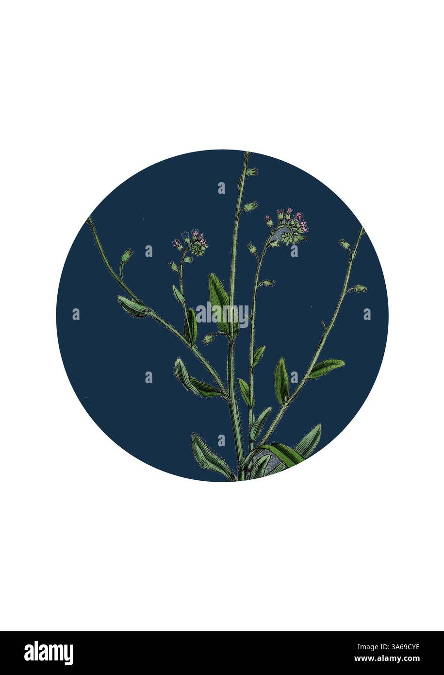 Un delicato gruppo di fiori selvatici con steli sottili e gemme vivaci si distingue su uno sfondo profondo, mettendo in risalto la bellezza dei dettagli intricati della natura. Arte classica con un tocco moderno reinventata da Artotop, trasformata Myosotis Collina, Nano Forget-me-Not Foto Stock