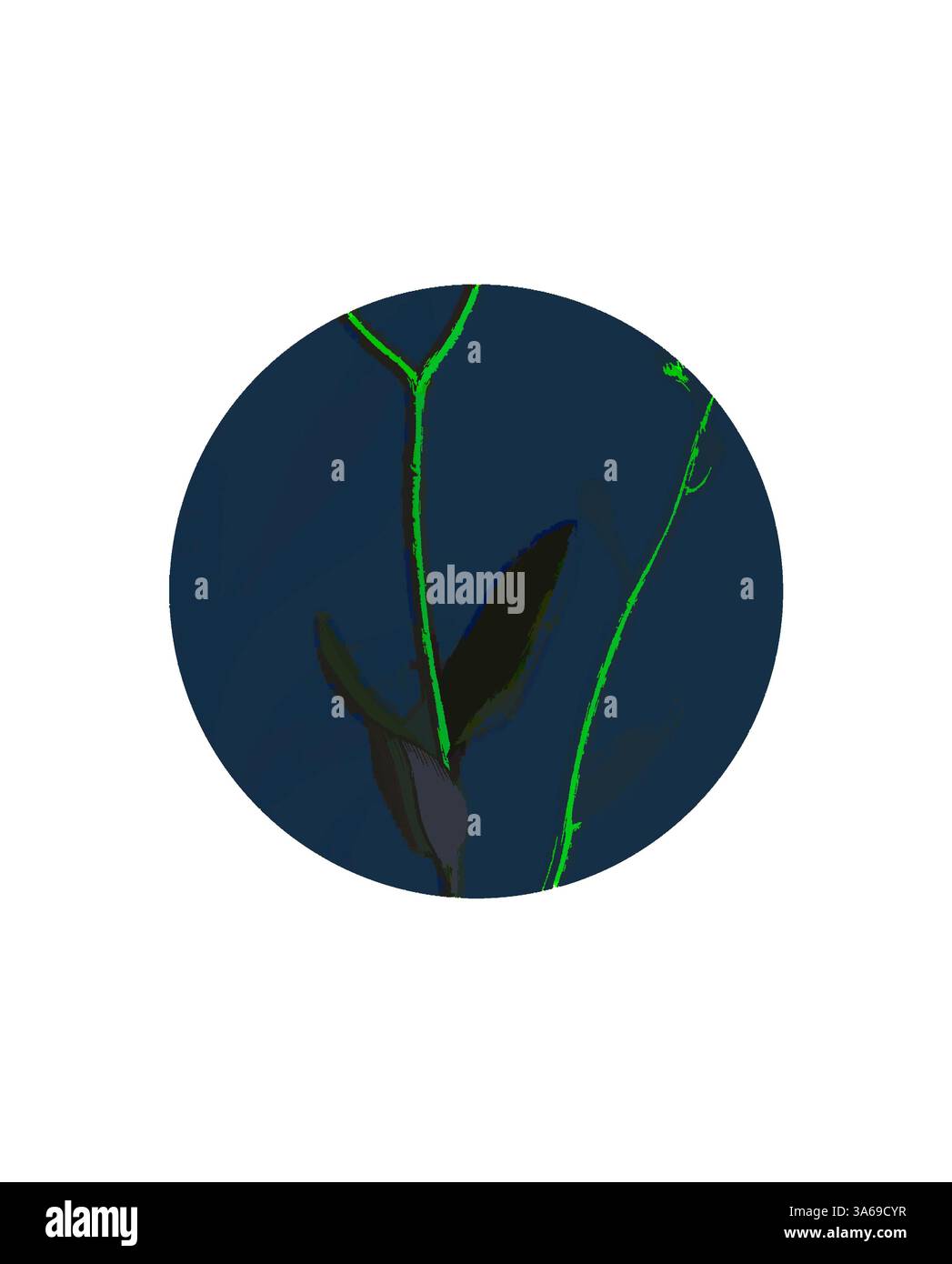 Una rappresentazione stilizzata di delicati steli e foglie di piante, evidenziati in verde vivace su uno sfondo profondo e contrastante. Le forme creano una composizione organica ma astratta, sottolineando la bellezza della natura. Arte classica con un tocco moderno reinventata da Artotop, trasformata Myosotis Sylvatica, Wood Forget-me-Not Foto Stock