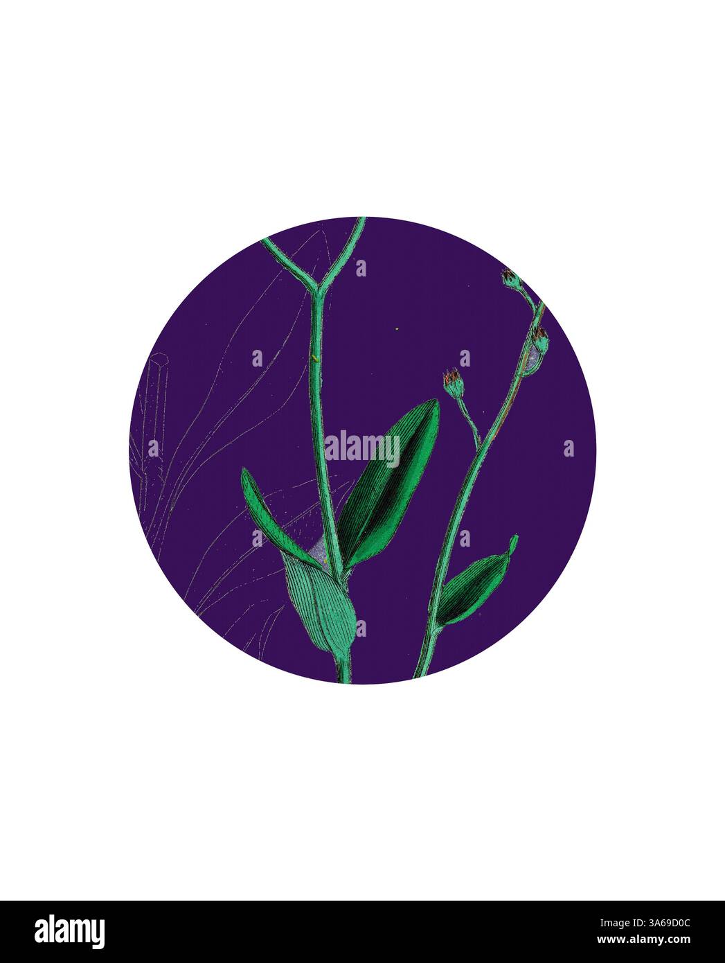 Una pianta delicata con foglie allungate e fiori in erba, adagiata su un vibrante sfondo viola, che mette in risalto i dettagli intricati della sua forma. Arte classica con un tocco moderno reinventata da Artotop, trasformata Myosotis Sylvatica, Wood Forget-me-Not Foto Stock