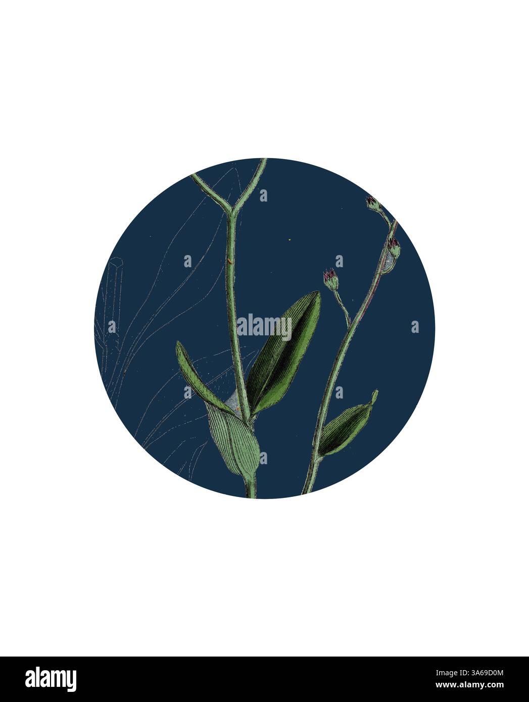 Una rappresentazione stilizzata di delicate foglie e gemme di piante, ambientata su un ricco sfondo blu, mette in mostra gli intricati dettagli del design della natura. Arte classica con un tocco moderno reinventata da Artotop, trasformata Myosotis Sylvatica, Wood Forget-me-Not Foto Stock