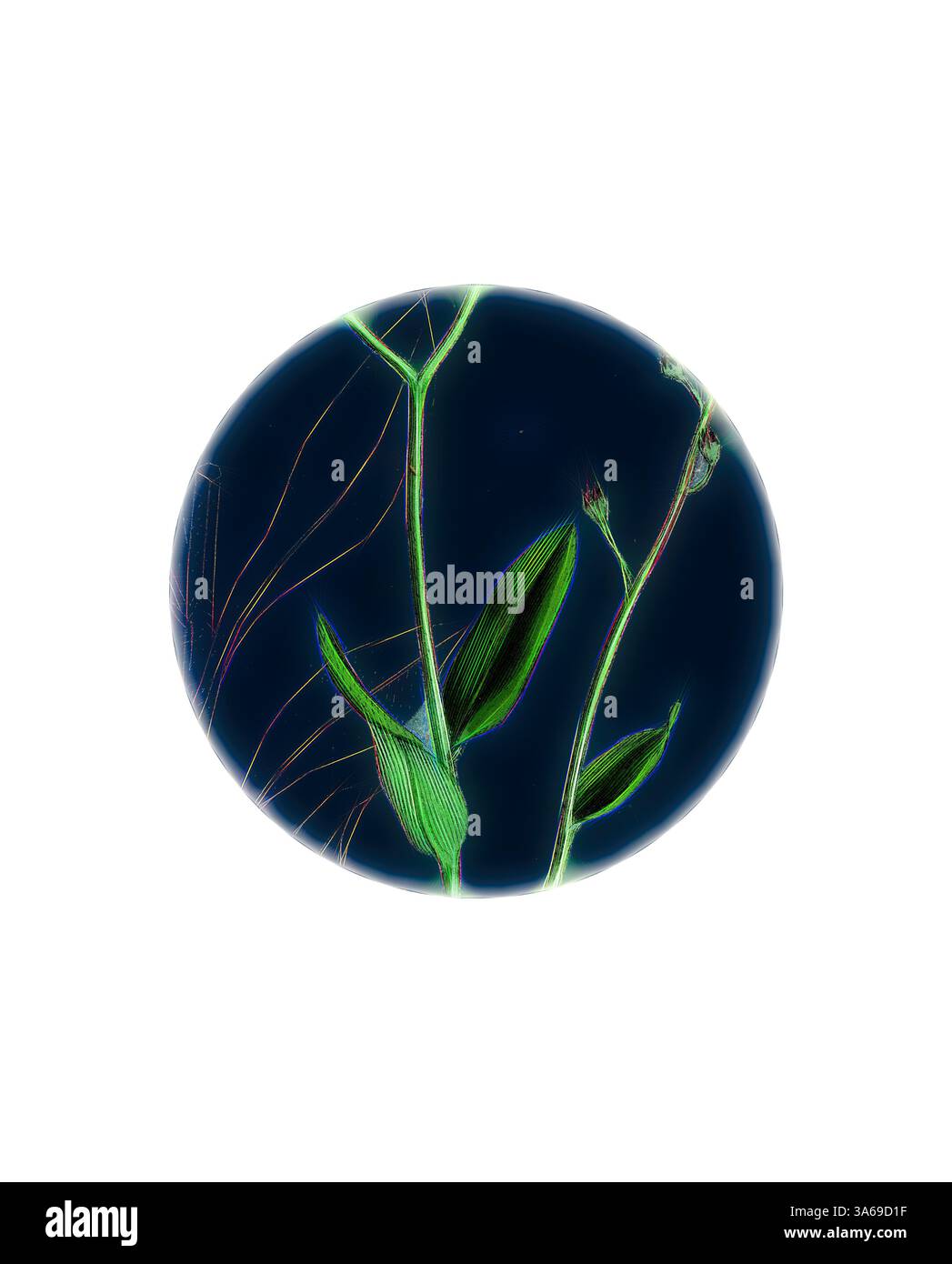 Una rappresentazione surreale della delicata vita vegetale, caratterizzata da foglie allungate e steli sottili illuminati su uno sfondo profondo, creando un contrasto sorprendente tra le forme organiche e lo spazio circostante. Arte classica con un tocco moderno reinventata da Artotop, trasformata Myosotis Sylvatica, Wood Forget-me-Not Foto Stock