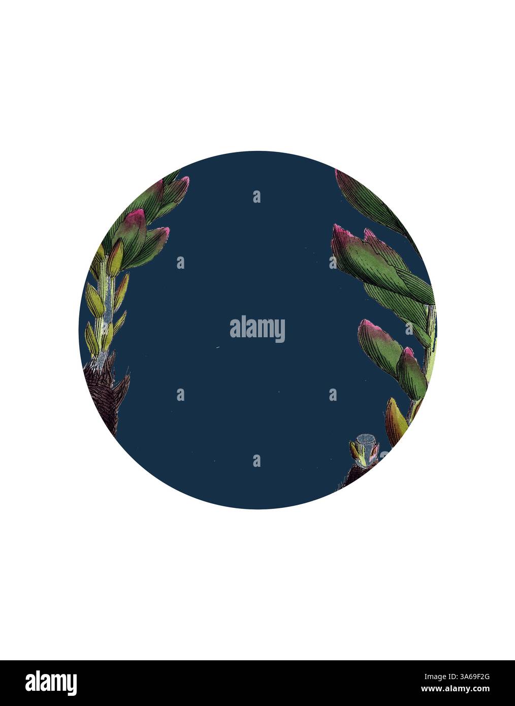 Un design circolare caratterizzato da vivaci elementi di piante verdi e rosa che invadono dai lati, su uno sfondo blu scuro profondo. Il contrasto evidenzia i dettagli intricati del fogliame. Arte classica con un tocco moderno reinventata da Artotop, trasformata Sedum Rhodiola, Rose-Root Foto Stock