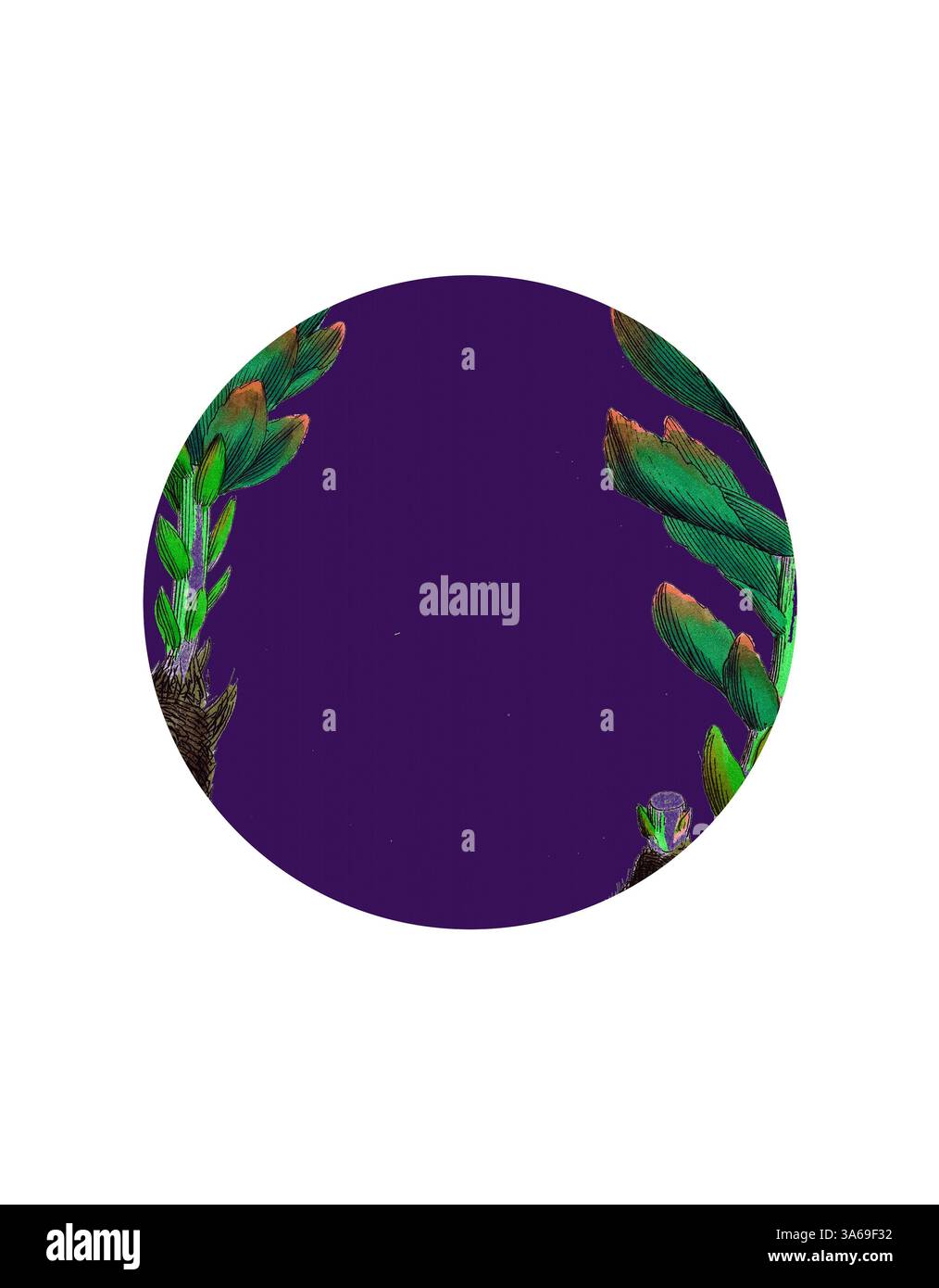 Il fogliame verde brillante emerge dai bordi di una cornice circolare, contrastando con un profondo sfondo viola, creando una simmetria accattivante e un senso di eleganza naturale. Arte classica con un tocco moderno reinventata da Artotop, trasformata Sedum Rhodiola, Rose-Root Foto Stock