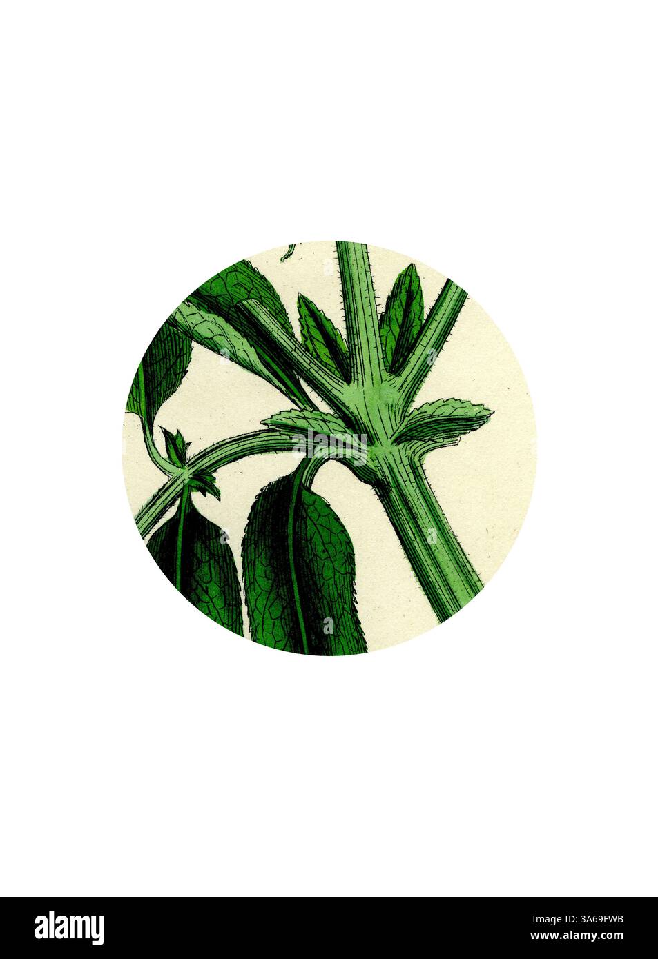 Un'intricata illustrazione di lussureggianti steli e foglie di piante verdi, che mostrano raffinati dettagli e texture che mettono in risalto la bellezza naturale della vita botanica. Arte classica con un tocco moderno reinventata da Artotop, ha trasformato Sambucus Ebulus Danewort Foto Stock