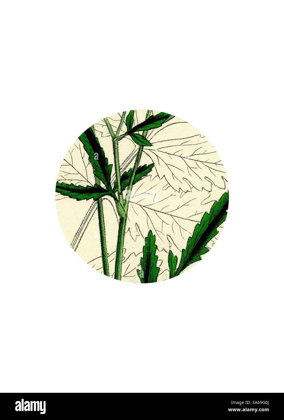 Un'intricata illustrazione con foglie verdi intrecciate a contorni delicati, che mostra la bellezza naturale e la complessità della vita vegetale. Arte classica con un tocco moderno reinventata da Artotop, trasformata Tordylium Maximum Great Hart-Wort Foto Stock