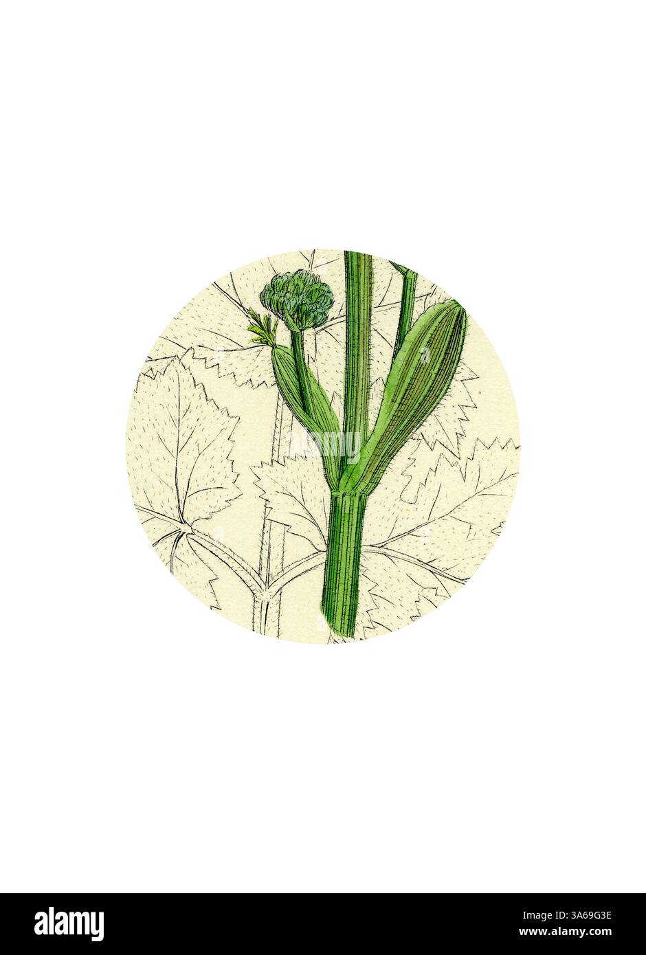 Un'intricata illustrazione botanica che mostra un gambo verde con delicate foglie e gemme, sottolineando la bellezza naturale e i dettagli della vita vegetale. Arte classica con un tocco moderno reinventata da Artotop, trasformata Heracleum Sphondylium Common Cow-Parsnip Foto Stock