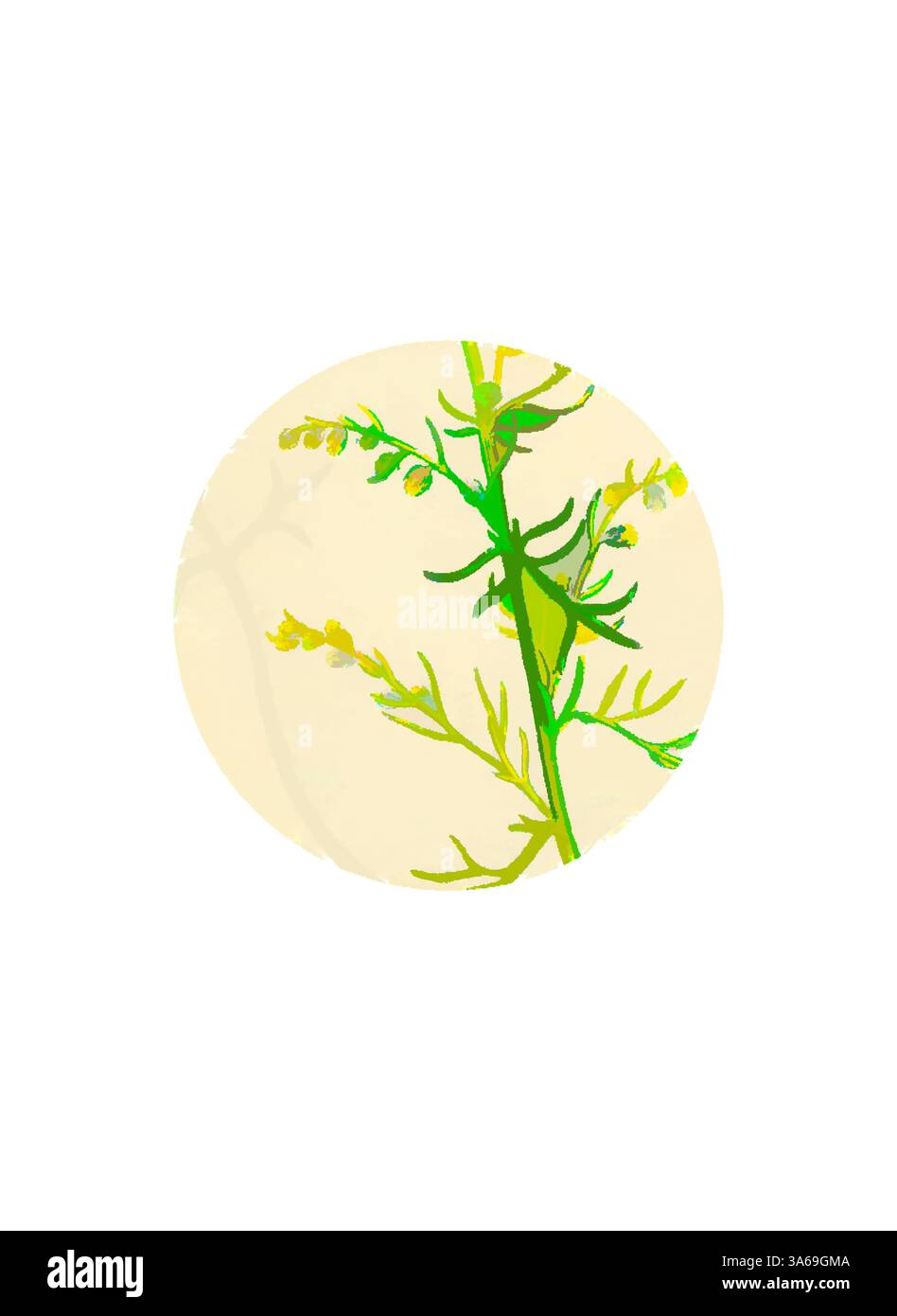 Una delicata pianta verde con piccoli boccioli gialli è adagiata su uno sfondo morbido e chiaro, creando un senso di tranquillità e semplicità. Arte classica con un tocco moderno reinventata da Artotop, trasformata in Artemisia campestris Field Southernwood Foto Stock