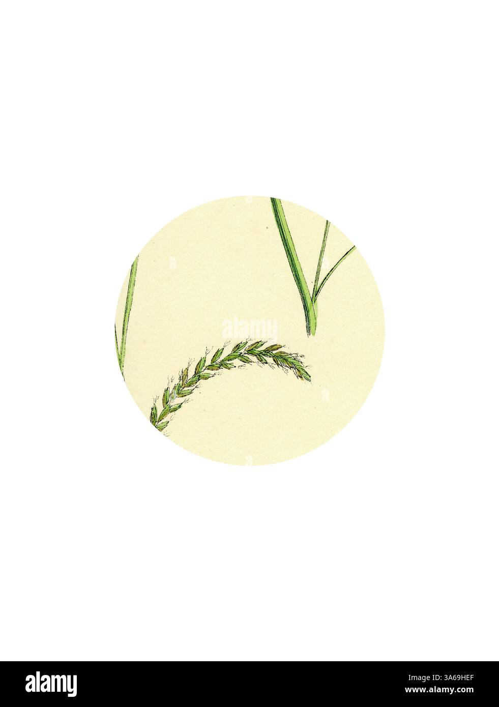 Una delicata disposizione di lame di erba verde e uno stelo leggermente ricurvo, artisticamente visualizzato all'interno di una cornice circolare. Arte classica con un tocco moderno reinventata da Artotop, trasformata Carex Sylvatica Pendulous Wood Sedge Foto Stock