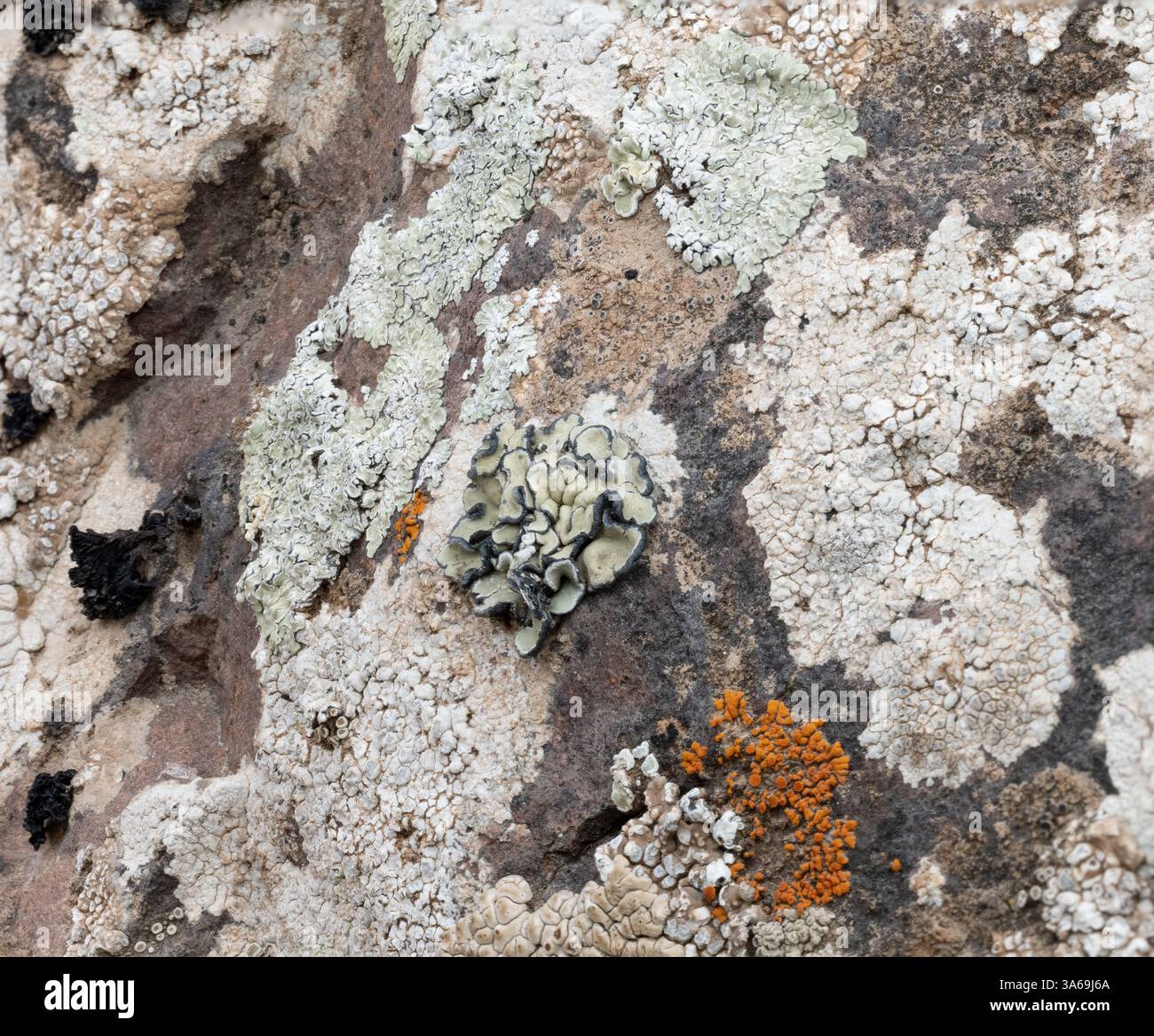 La fotografia mostra vari tipi di licheni che crescono sulla superficie di una roccia. I licheni hanno diverse forme, colori e consistenze: Da Light gr Foto Stock