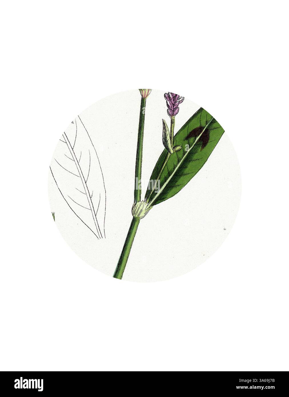 Un'illustrazione botanica dettagliata che presenta un delicato fiore con foglie verdi e uno stelo prominente, catturando la bellezza del design della natura. Arte classica con un tocco moderno reinventata da Artotop, trasformata in Polygonum Persicaria Var. Genuinum Spotted Persicaria Var. A. Foto Stock