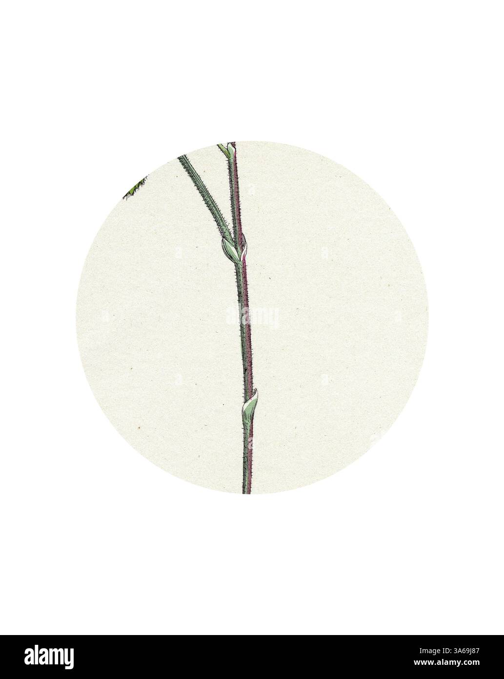 Un gambo delicato adornato da foglie in erba, che mostra la bellezza della semplicità della natura. Arte classica con un tocco moderno reinventata da Artotop, ha trasformato Rubus Chamaemorus Cloudberry Foto Stock