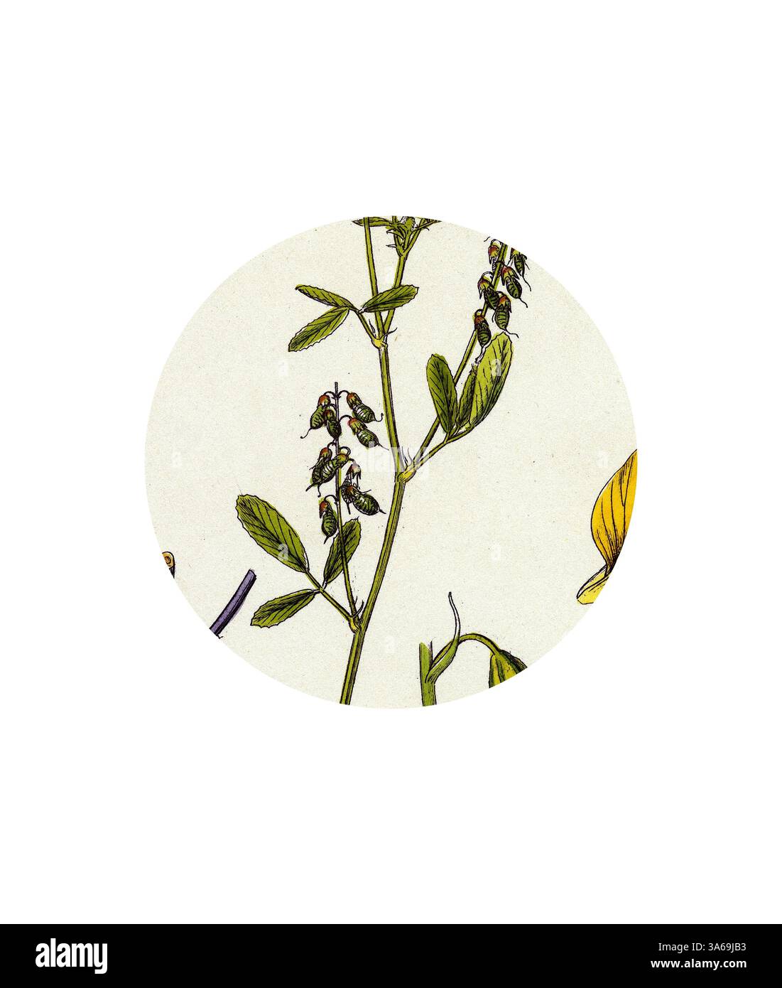 Un'illustrazione dettagliata di una pianta in fiore, che mostra delicate foglie verdi e ammassi di piccole gemme, circondati da uno sfondo morbido e neutro. Arte classica con un tocco moderno reinventata da Artotop, ha trasformato Melilotus Arvensis Field Melilot Foto Stock