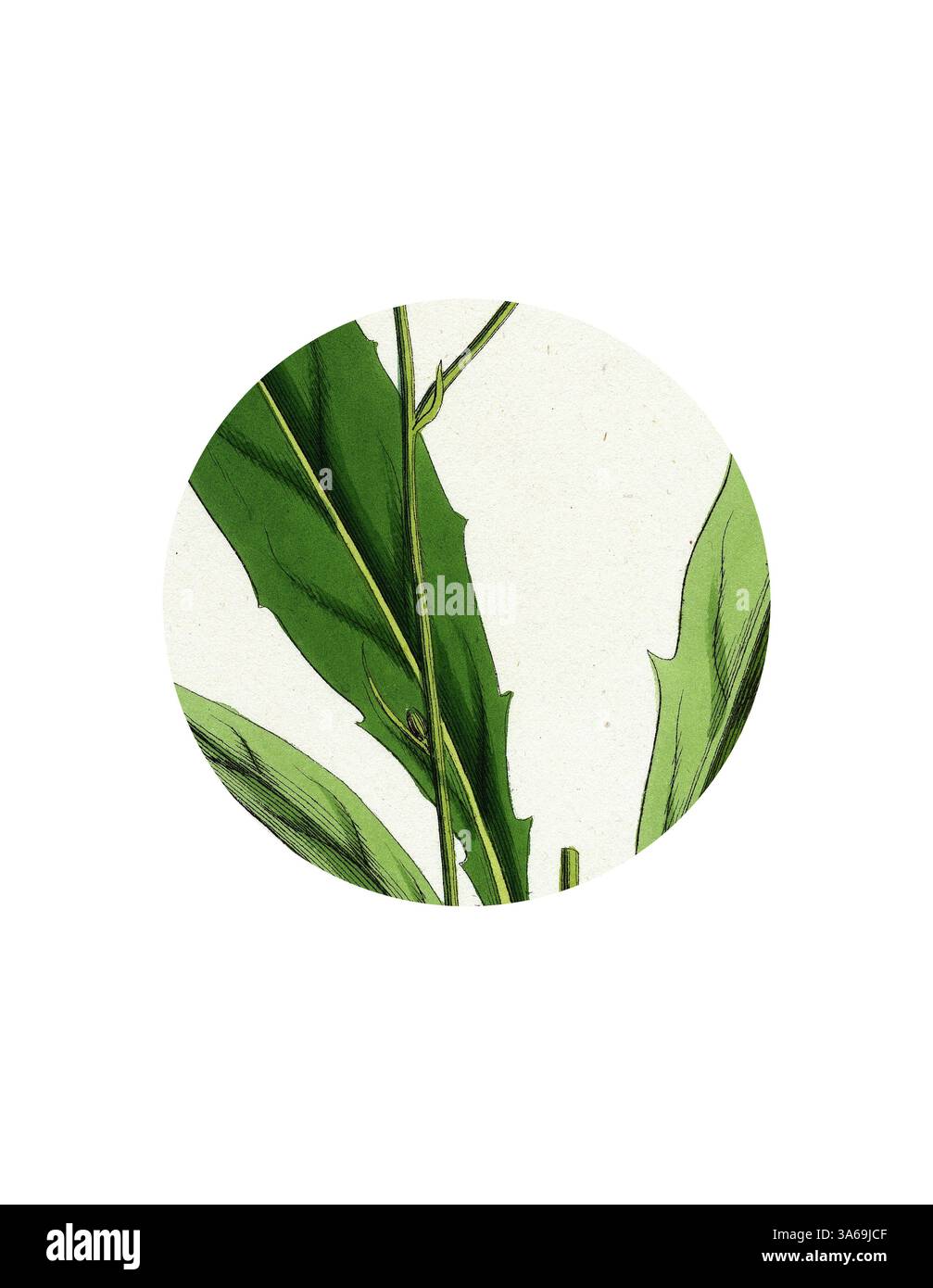 Una rappresentazione stilizzata di foglie verdi con dettagli intricati che mostrano le loro texture e forme vivaci su uno sfondo morbido. Arte classica con un tocco moderno reinventata da Artotop, trasformata in alghe argentee Hieracium argenteum Foto Stock