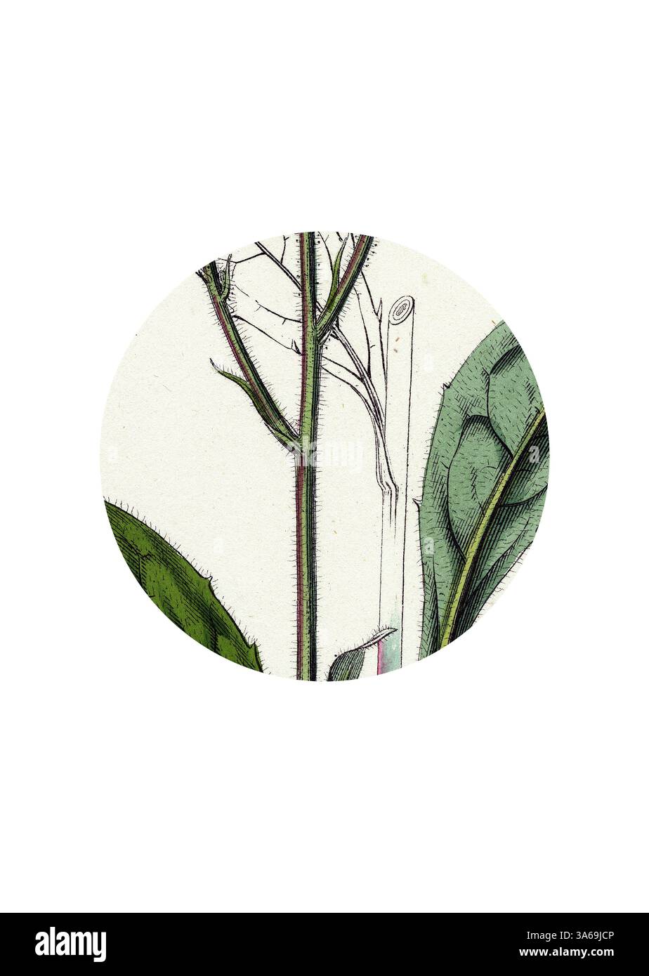 Un'intricata illustrazione botanica con fogliame dettagliato e uno stelo sottile, che mostra le delicate texture e le linee naturali della pianta. Arte classica con un tocco moderno reinventata da Artotop, trasformata Hieracium Iricum Irish hawkweed Foto Stock