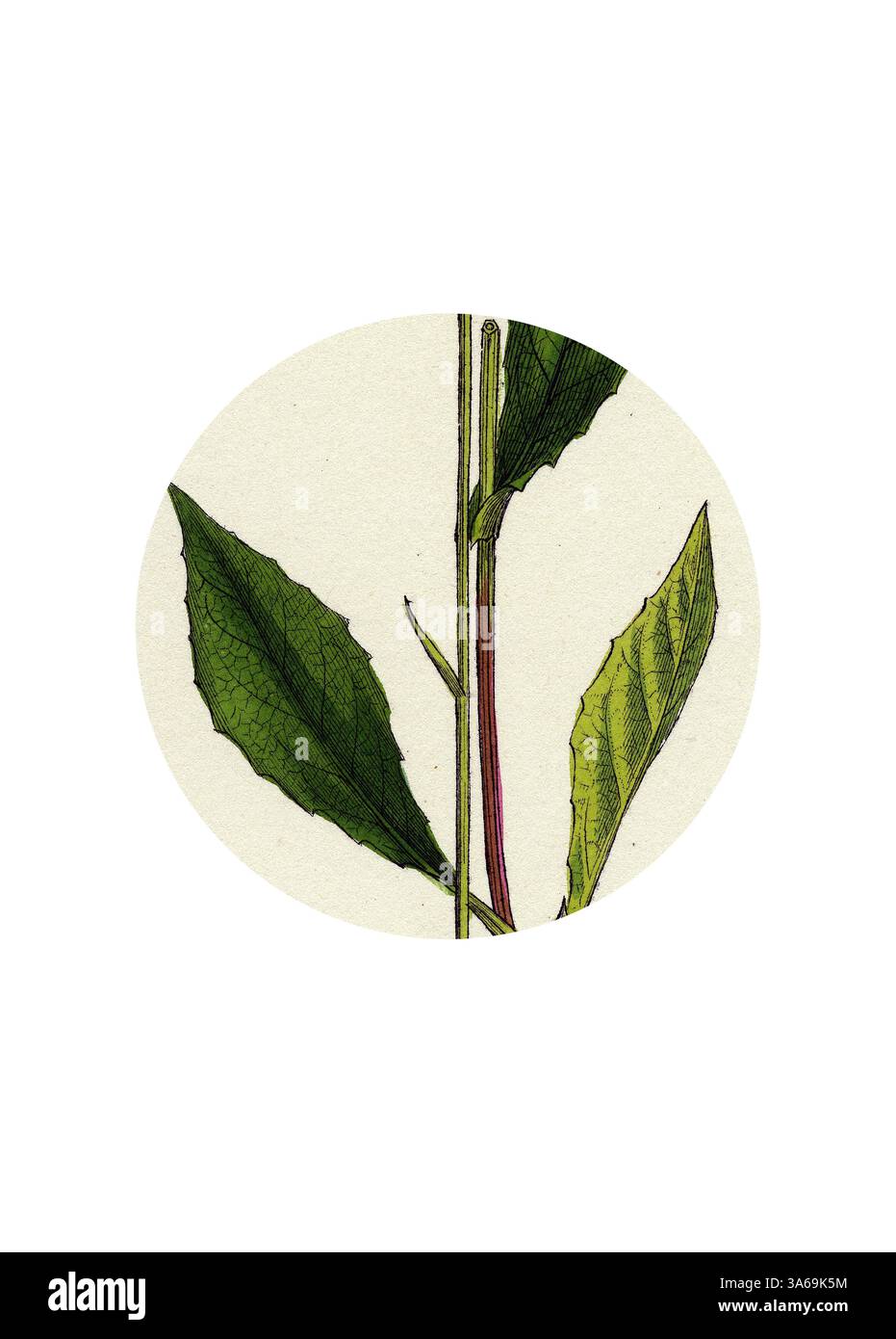 Un'illustrazione dettagliata di uno stelo vegetale con foglie verdi allungate, evidenziando le complesse texture e le forme naturali. Arte classica con un tocco moderno reinventata da Artotop, trasformata Crepis Paludosa Marsh Hawk's-Beard Foto Stock