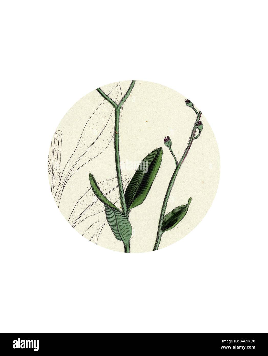 Un'illustrazione di una pianta che presenta delicate foglie verdi e fiori in erba, adagiata su uno sfondo sottile con intricati lavori di linea che ne evidenziano i dettagli naturali. Arte classica con un tocco moderno reinventata da Artotop, trasformata in Myosotis Sylvatica Wood Forget-me-Not Foto Stock