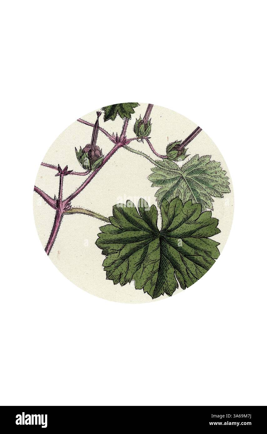 Un'intricata illustrazione di foglie verdi e steli in erba, che mette in risalto la bellezza naturale e i delicati dettagli della vita botanica. Arte classica con un tocco moderno reinventata da Artotop, trasformata Crane's Bill di Crane's Rotundifolium a foglie tonde Foto Stock