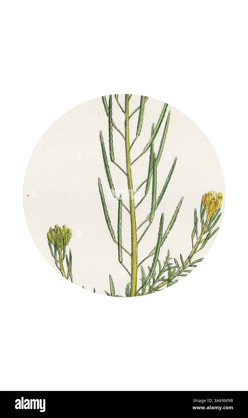 Una delicata illustrazione di sottili steli verdi sormontati da piccoli boccioli gialli, adagiati su uno sfondo leggermente ombreggiato, catturando l'essenza della flora selvatica. Arte classica con un tocco moderno reinventata da Artotop, trasformata Sisymbrium Sophia Flix-Weed Foto Stock