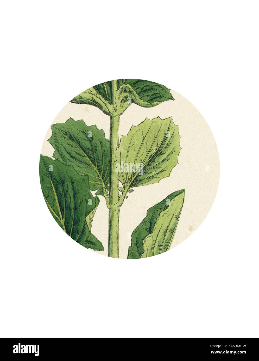 Un'illustrazione dettagliata di foglie verdi lussureggianti caratterizzate da vene e texture intricate, che mostrano la bellezza naturale della vita vegetale. Arte classica con un tocco moderno reinventata da Artotop, trasformata Mimulus luteus giallo scimmia-Fiore Foto Stock