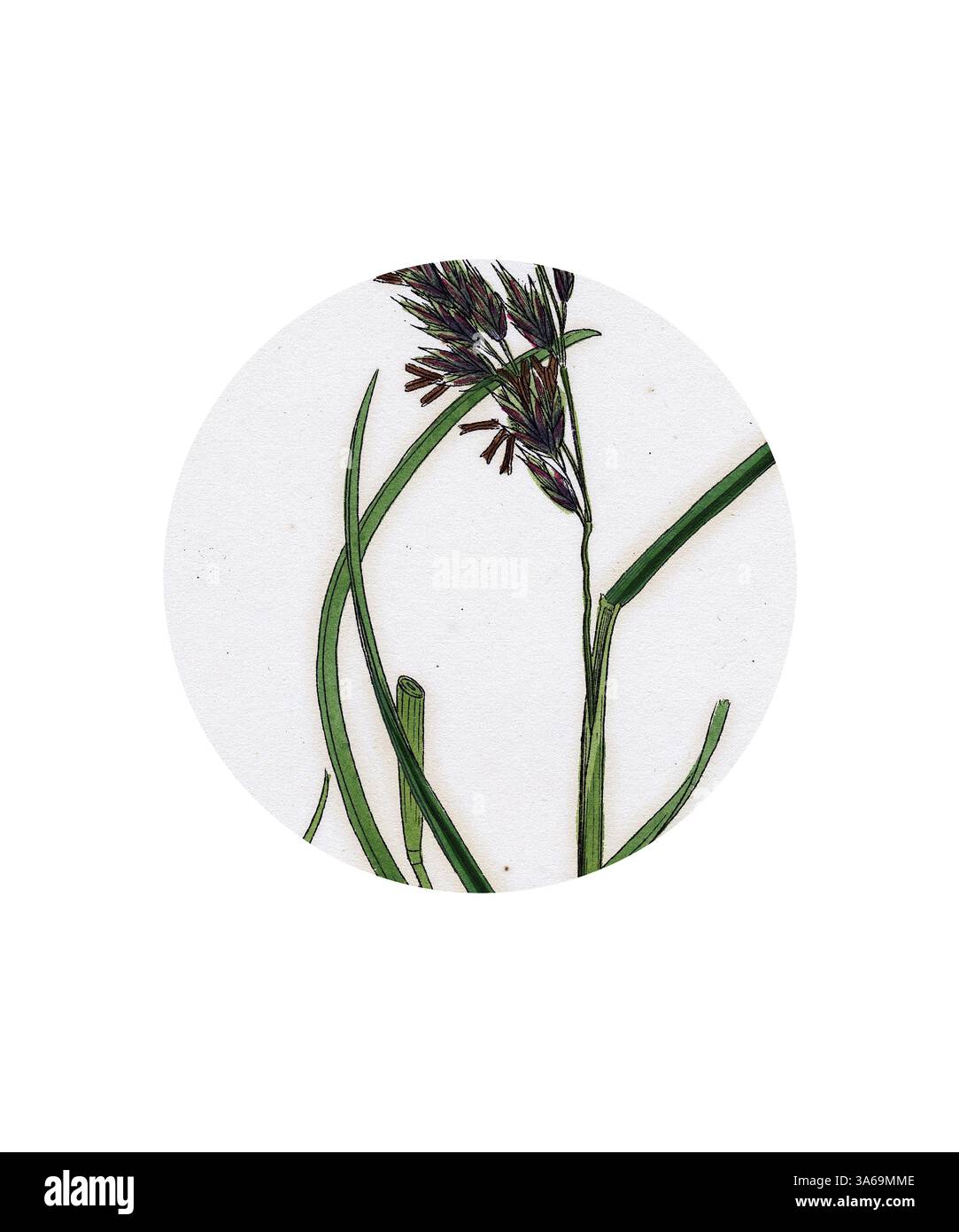 Una delicata illustrazione di piante simili ad erba con sottili foglie verdi e piccoli fiori viola raggruppati, presentati in formato circolare. Arte classica con un tocco moderno reinventata da Artotop, trasformata in Fescue-Grass Festuca Arenaria Foto Stock