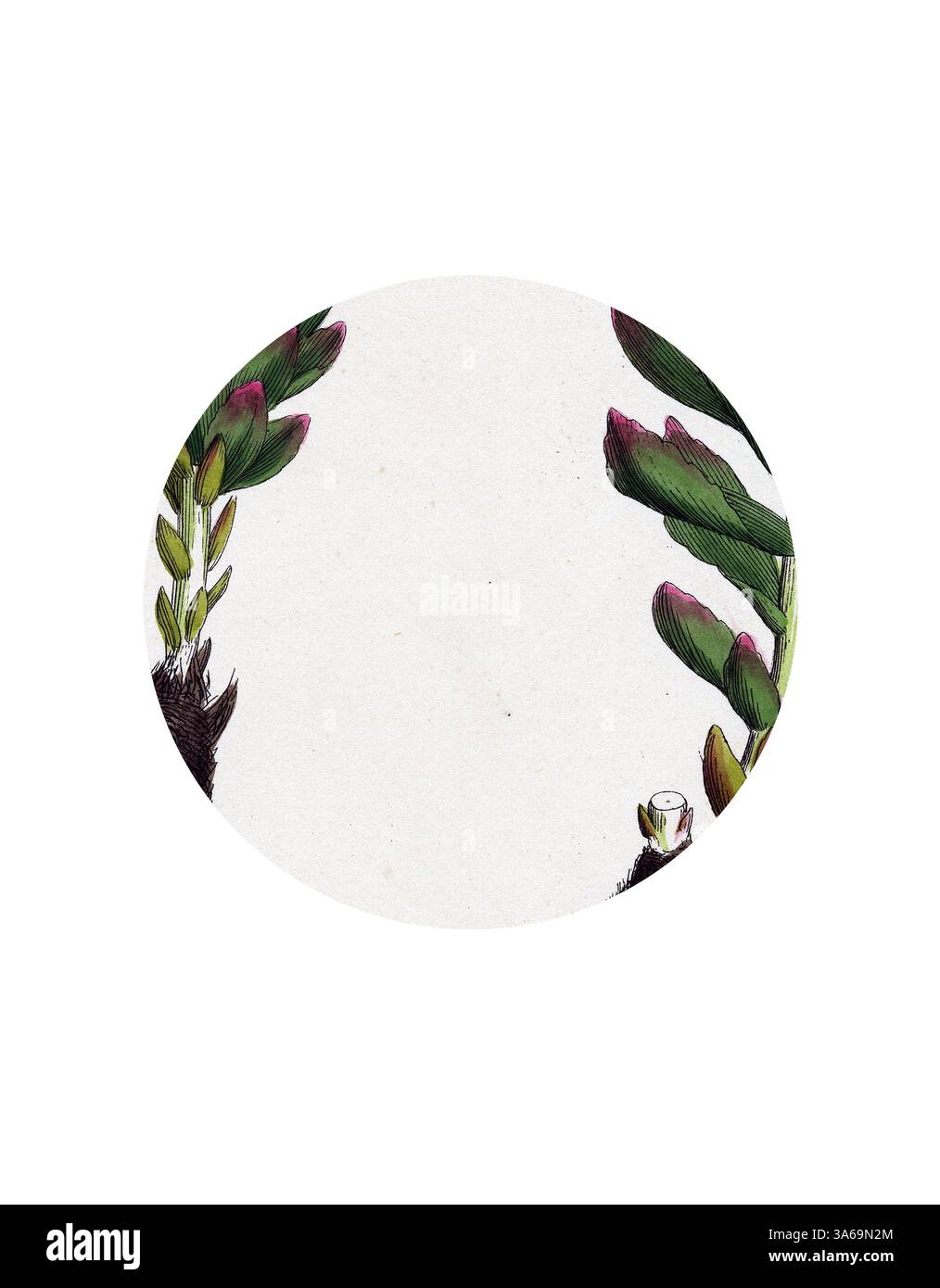 Una composizione circolare caratterizzata da delicate piante verdi succulente con sfumature di rosa alle punte, circondate da uno sfondo morbido e ruvido. Le piante sono esposte in una disposizione elegante, aggiungendo un tocco di bellezza della natura. Arte classica con un tocco moderno reinventata da Artotop, trasformata Sedum Rhodiola Rose-Root Foto Stock