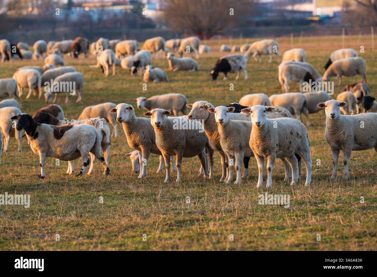 Mandria di pecore gravide che pascolano nei pascoli. Simbolo dell'allevamento, dell'agricoltura e dell'agricoltura biologica. Foto Stock