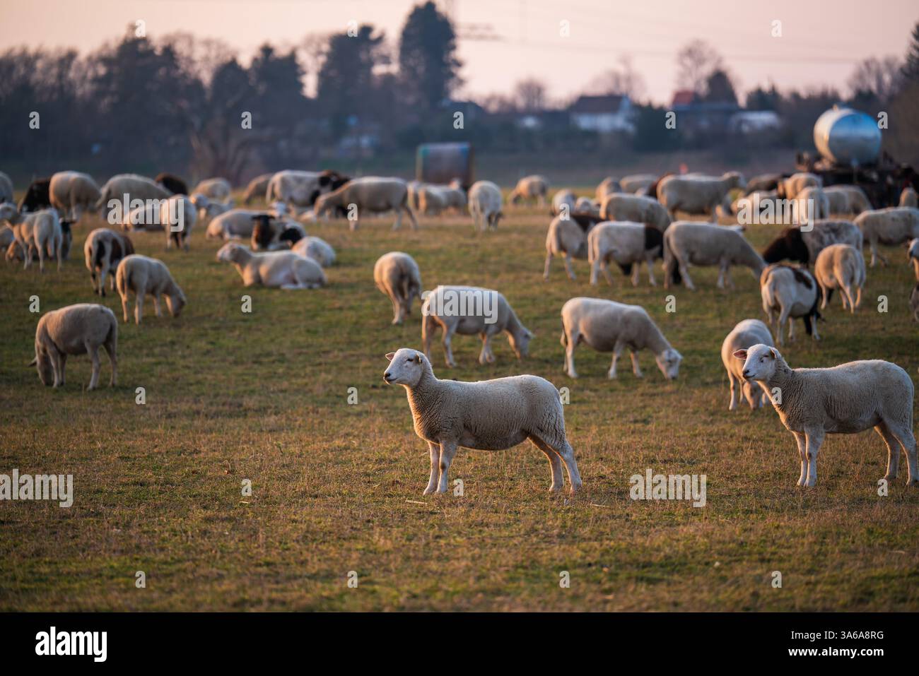 Mandria di pecore gravide che pascolano nei pascoli. Simbolo dell'allevamento, dell'agricoltura e dell'agricoltura biologica. Foto Stock