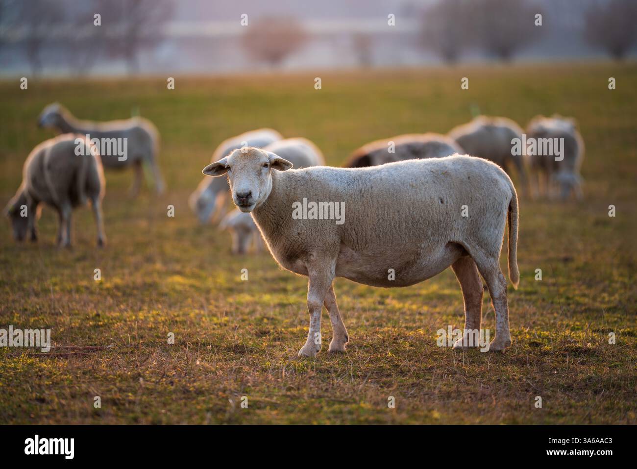 Graziose pecore incinte che pascolano nel pascolo al tramonto. Simbolo dell'allevamento, dell'agricoltura e dell'agricoltura biologica. Foto Stock