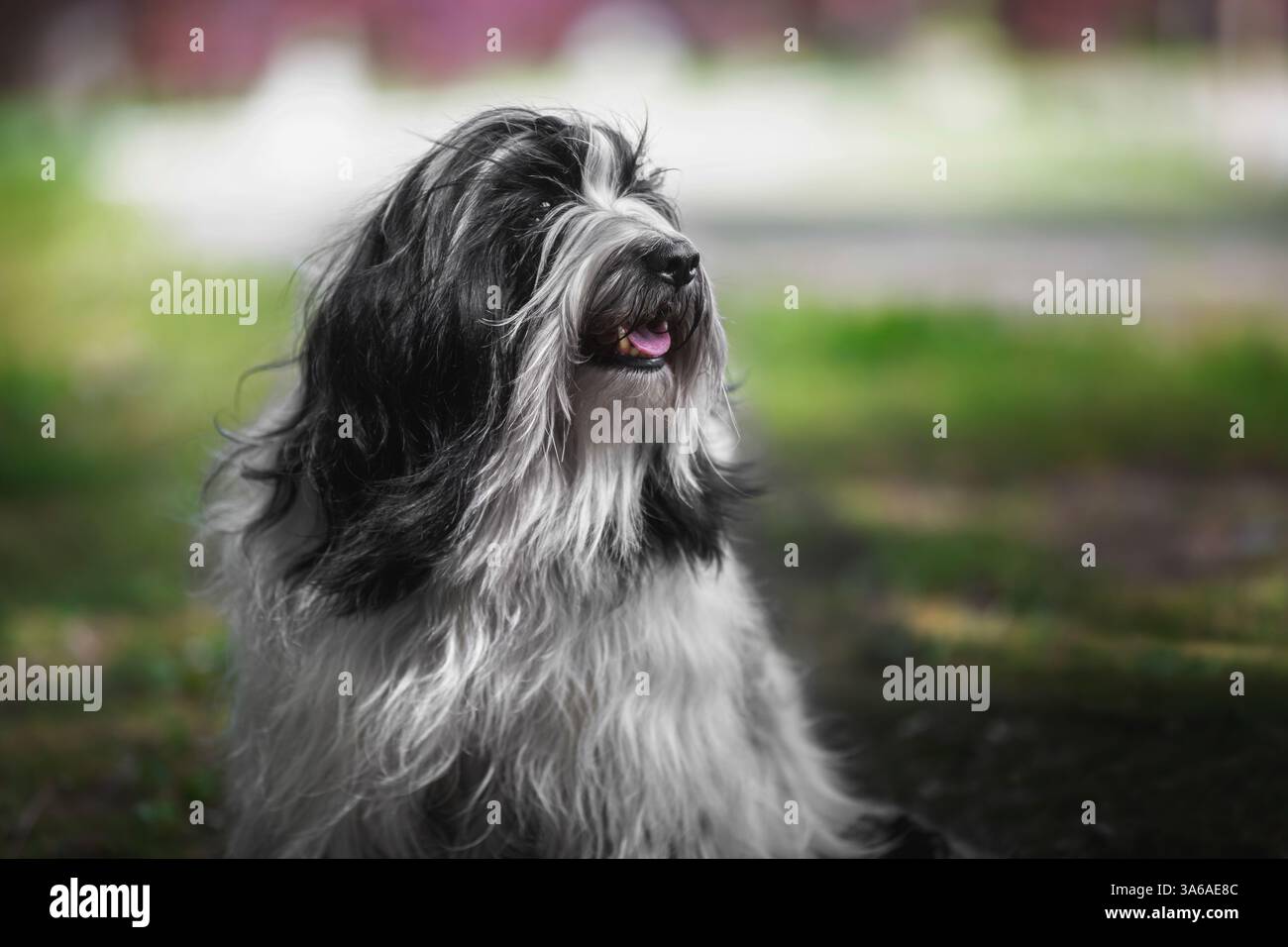 Primo piano di un terrier dog tibetano all'aperto Foto Stock