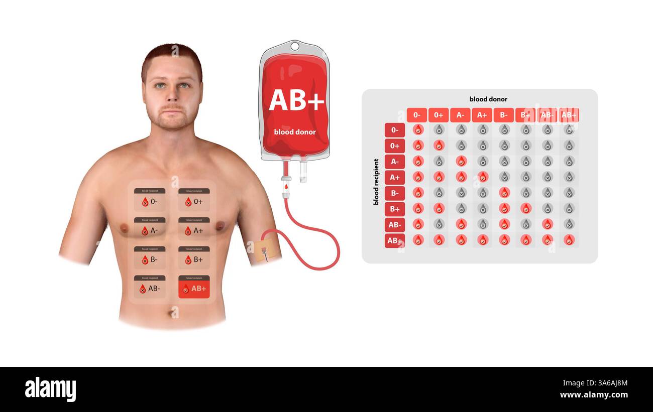Infografica medica 3D di un donatore AB positivo, che mostra i dettagli delle trasfusioni, le proprietà universali del ricevente e una tabella di compatibilità dei tipi di sangue, 3 Foto Stock