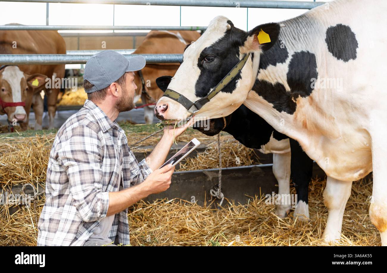 Agricoltore in possesso di un tablet digitale che ispeziona una mucca in un caseificio. Foto Stock