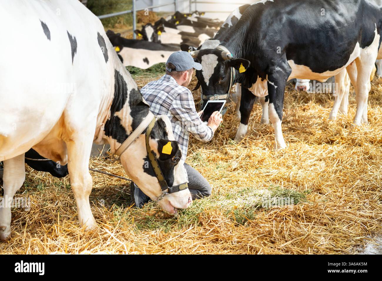 Agricoltore in possesso di un tablet digitale che ispeziona una mucca in un caseificio. Foto Stock