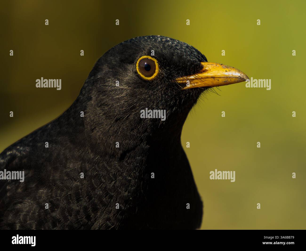 Primo piano di Blackbird maschile Foto Stock